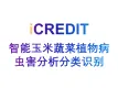智能图像分析-智能玉米蔬菜植物病虫害分析分类识别-艾科瑞特（iCREDIT）